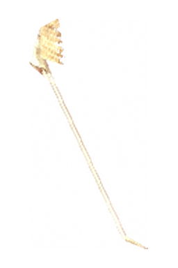 Angelic Staff